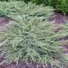 shrubs (Juniperus virginiana 'Greguard')