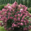 shrubs (Hydrangea paniculata 'SMHPFL')
