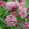 perennials (Asclepias incarnata 'Cinderella')