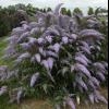 perennials (Buddleia)