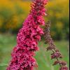 perennials (Buddleia)