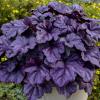 perennials (Heuchera DOLCE 'Wildberry')