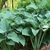 perennials (Hosta 'Krossa Regal')