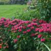 perennials (Monarda)