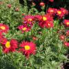 perennials (Tanacetum 'Robinson's Red')