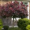 shrubs (Cotinus coggygria 'Royal Purple')