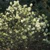 shrubs (Fothergilla Gardenii)