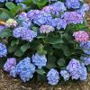 shrubs (Hydrangea macrophylla PPAF)