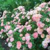 shrubs (Rosa 'Meiggili')