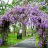 shrubs (Wisteria frutescens 'Amethyst Falls')