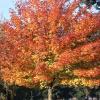 trees (Acer truncatum)