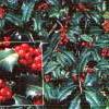 shrubs (Ilex 'Mesog')