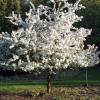 trees (Malus 'Sutyzam')