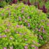 perennials (Geranium sanguineum)