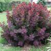 shrubs (Cotinus coggygria 'Velvet Cloak')