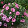 perennials (Hibiscus summerific 'Candy Crush')