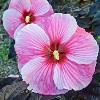 perennials (Hibiscus)