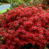 shrubs (Rhododendron girard x'Hot Shot')