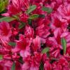 shrubs (Rhododendron girard x'Rose')