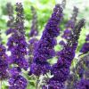 perennials (Buddleia davidii)