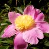 perennials (Paeonia)