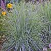 perennials (Schizachyrium)