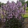 perennials (Penstemon 'Blackbeard')