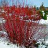 shrubs (Cornus 'Arctic Fire')