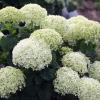 shrubs (Hydrangea arborescens)