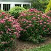 shrubs (Spirea)