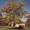 trees (Gleditsia Triacanthos)