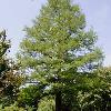 trees (Taxodium Distichum)