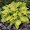 perennials (Hosta)