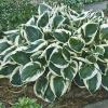 perennials (Hosta)