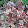 perennials (Heuchera Micrantha)