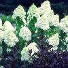 shrubs (Hydrangea paniculata)