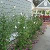 shrubs (Hibiscus syriacus)