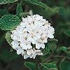 shrubs (Viburnum carlesii)