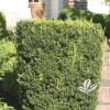 shrubs (Taxus X Media)