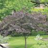 trees (Cercis canadensis)