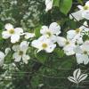 trees (Cornus Florida)