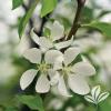 trees (Malus "Spring Snow")