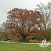 trees (Quercus rubra)