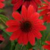 perennials (Echinacea)