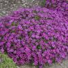 perennials (Phlox subulata)