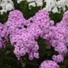 perennials (Phlox paniculata)