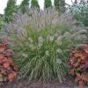 perennials (Pennisetum alopecuroides)