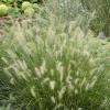 perennials (Pennisetum Alopecuroides)