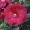 perennials (Hibiscus)