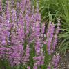 perennials (Penstemon barbatus)